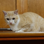 チャビちゃん (6).jpg